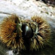 frutta autunnale di novembre