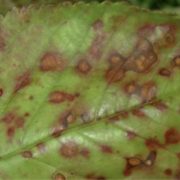 corineo o impallinatura