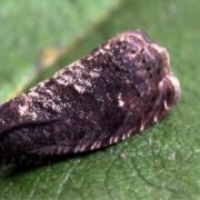 larva di tignola