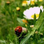 biodiversità e coccinelle