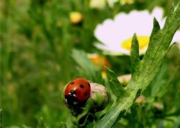 Il frutteto e la biodiversità 10 biodiversità e coccinelle