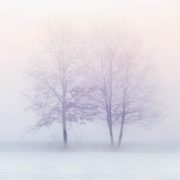 alberi al freddo