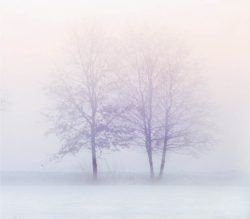 freddo alberi al freddo