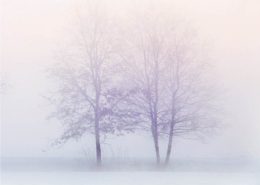 Il fabbisogno di freddo delle piante da frutto 6 alberi al freddo