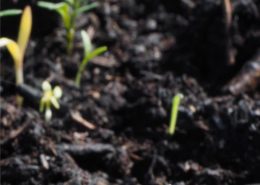 Il terreno giusto per il frutteto 7 terra del frutteto