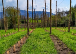 Inerbimento controllato nel frutteto: tutti i vantaggi 4 inerbimento frutteto