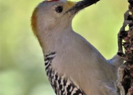 Il picchio è un grande amico degli alberi da frutto 3 picchio al lavoro