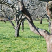 operazioni colturali di marzo