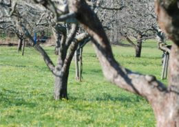 Il valore estetico: gestire un frutteto bello 1 operazioni colturali di marzo