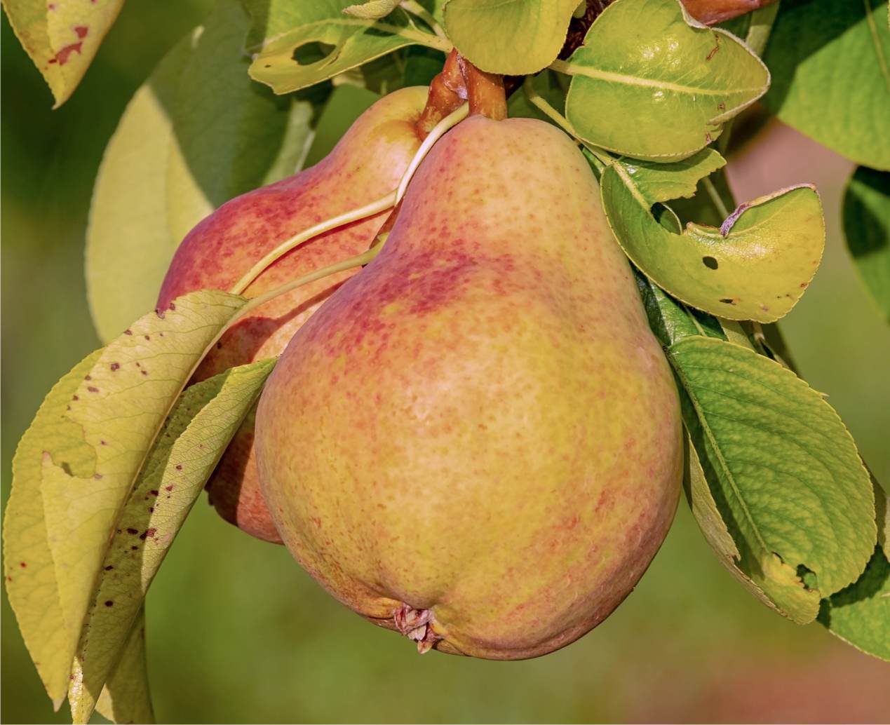 Come e quando piantare un pero Frutteto biologico