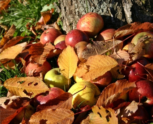 frutteto autunno frutteto autunnale