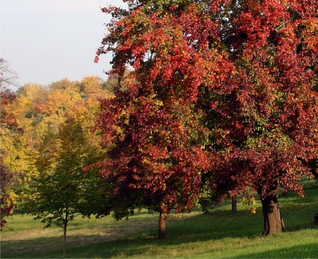 gli alberi ad ottobre