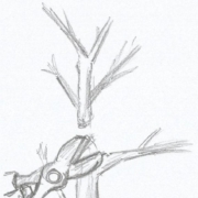 il taglio di ritorno