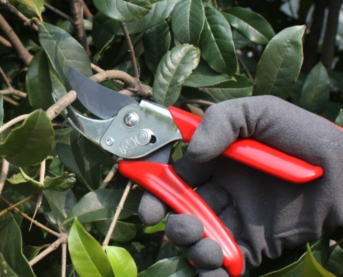 economica forbice economica per potare