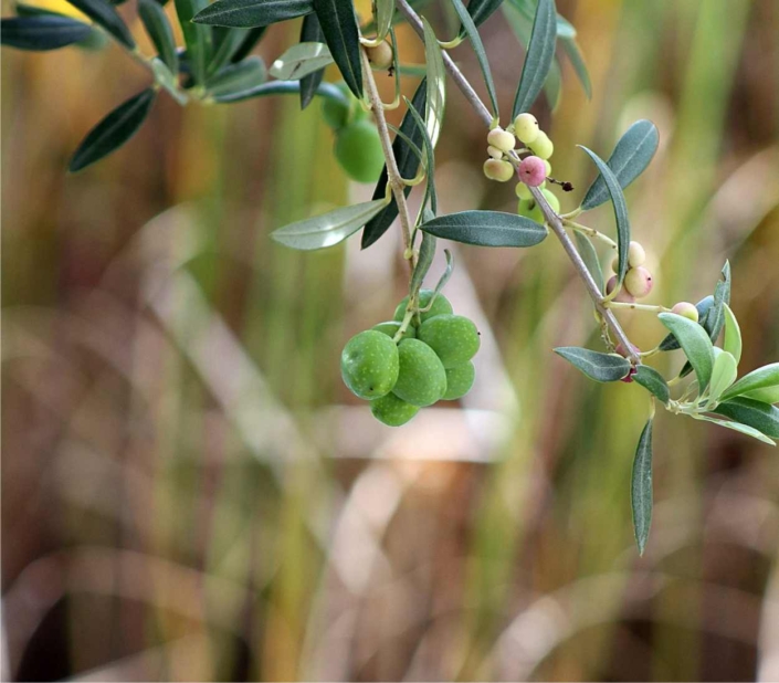 Olive Rousseau Raggio Frutteto Biologico: come coltivare alberi da frutto