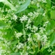 azadiractina indica